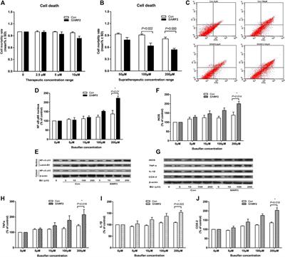 NRF2 -617 C/A Polymorphism Impacts Proinflammatory Cytokine Levels, Survival, and Transplant-Related Mortality After Hematopoietic Stem Cell Transplantation in Adult Patients Receiving Busulfan-Based Conditioning Regimens